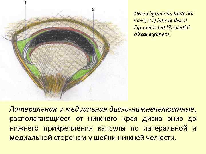 Discal ligaments (anterior view): (1) lateral discal ligament and (2) medial discal ligament. Латеральная