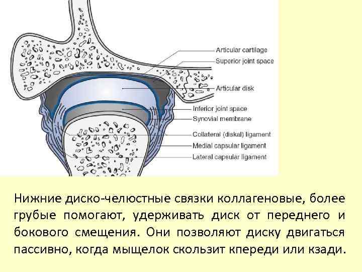 Нижние диско-челюстные связки коллагеновые, более грубые помогают, удерживать диск от переднего и бокового смещения.