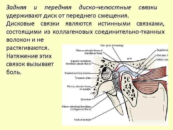 Связки являются. Биламинарная зона ВНЧС. Передняя дисковая связка височно-нижнечелюстного. Передняя дискочелюстная связка. Биламинарная зона височно-нижнечелюстного сустава.