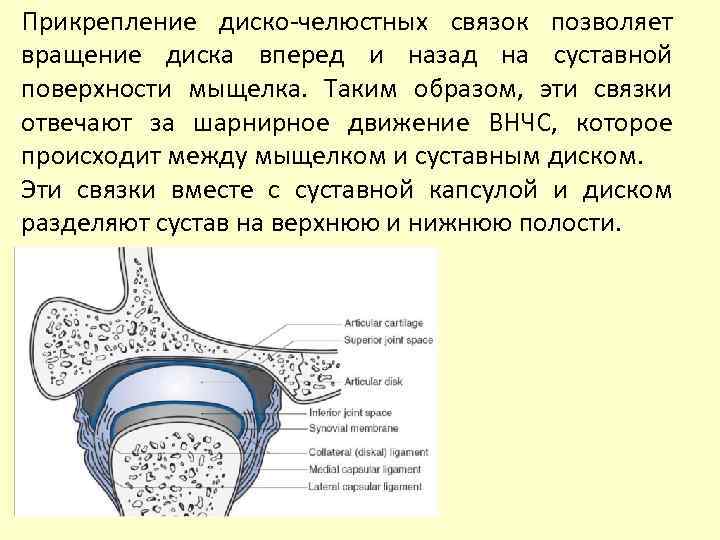 Прикрепление диско-челюстных связок позволяет вращение диска вперед и назад на суставной поверхности мыщелка. Таким