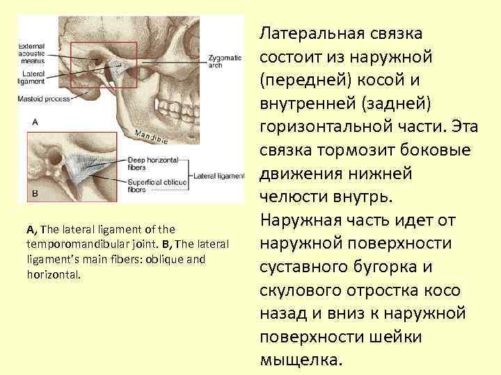 A, The lateral ligament of the temporomandibular joint. B, The lateral ligament’s main fibers: