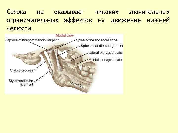 Связка не оказывает никаких значительных ограничительных эффектов на движение нижней челюсти. 
