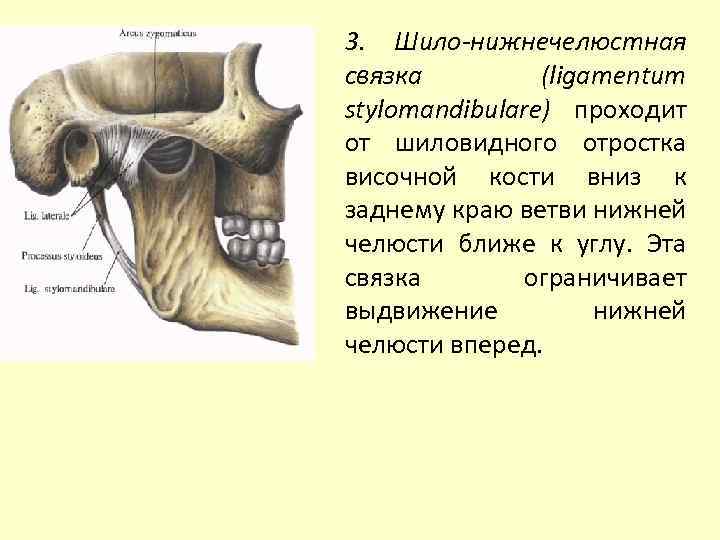 3. Шило-нижнечелюстная связка (ligamentum stylomandibularе) проходит от шиловидного отростка височной кости вниз к заднему
