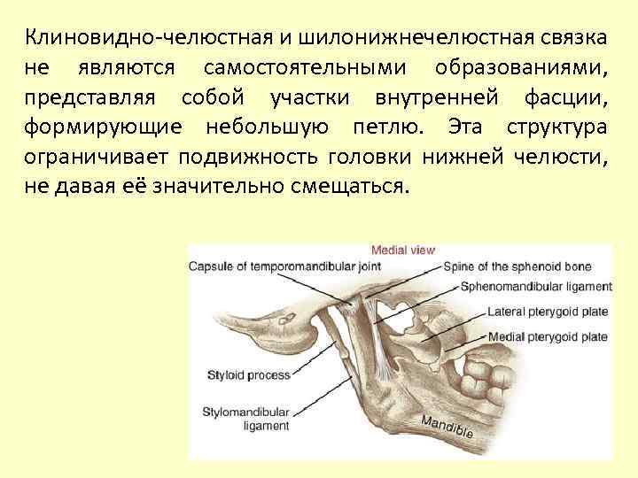 Связки являются