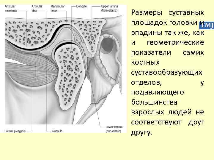 Размеры суставных площадок головки и впадины так же, как и геометрические показатели самих костных