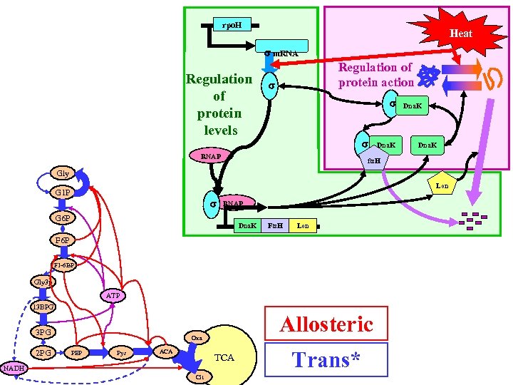 rpo. H Heat m. RNA Regulation of protein levels Regulation of protein action RNAP