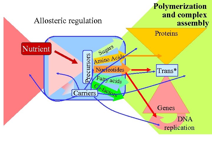 Allosteric regulation Polymerization and complex assembly Nutrient Precursors Proteins s gar Su ids ino
