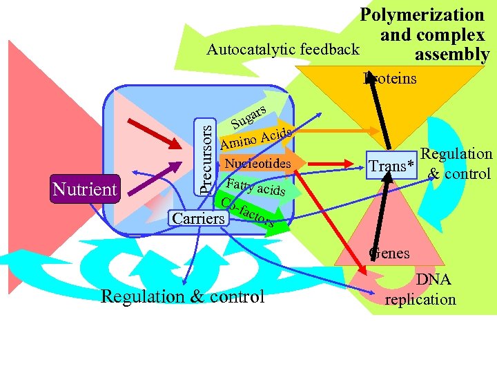 Polymerization and complex Autocatalytic feedback assembly Nutrient Precursors Proteins s gar Su ids ino