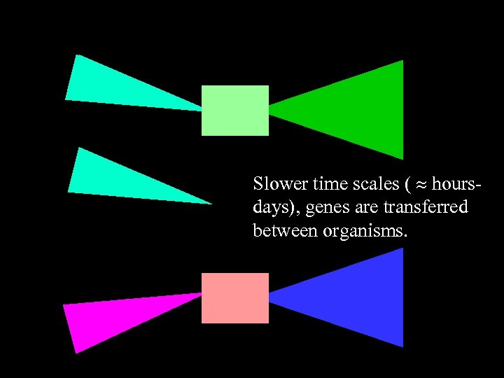Slower time scales ( hoursdays), genes are transferred between organisms. 