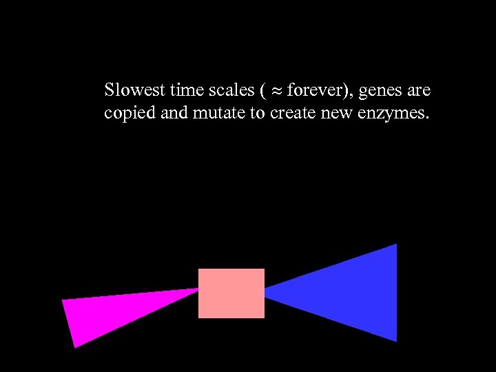 Slowest time scales ( forever), genes are copied and mutate to create new enzymes.