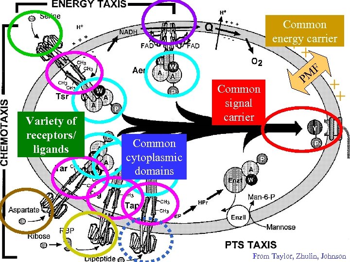 Common energy carrier + + F Variety of receptors/ ligands Common signal carrier PM