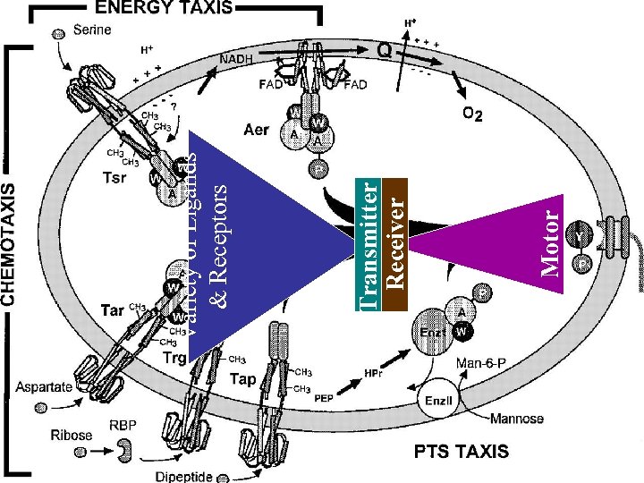 Motor Transmitter Receiver Variety of Ligands & Receptors 