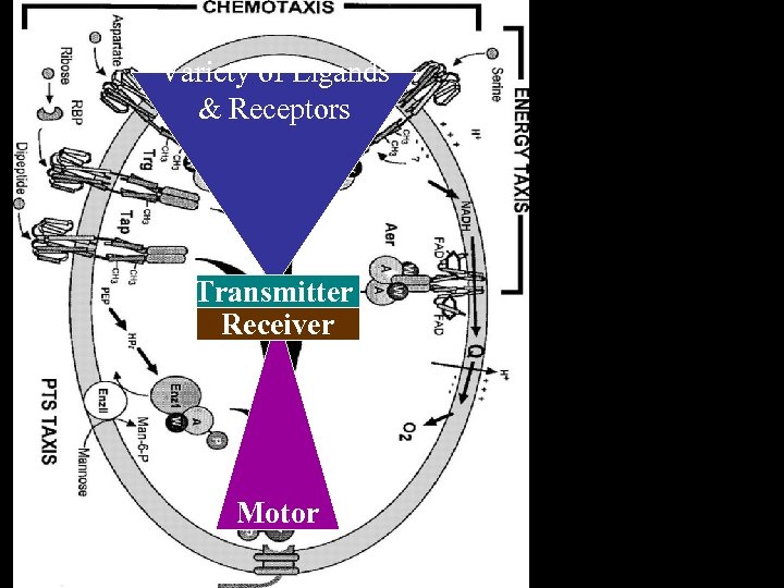 Variety of Ligands & Receptors Transmitter Receiver Motor 
