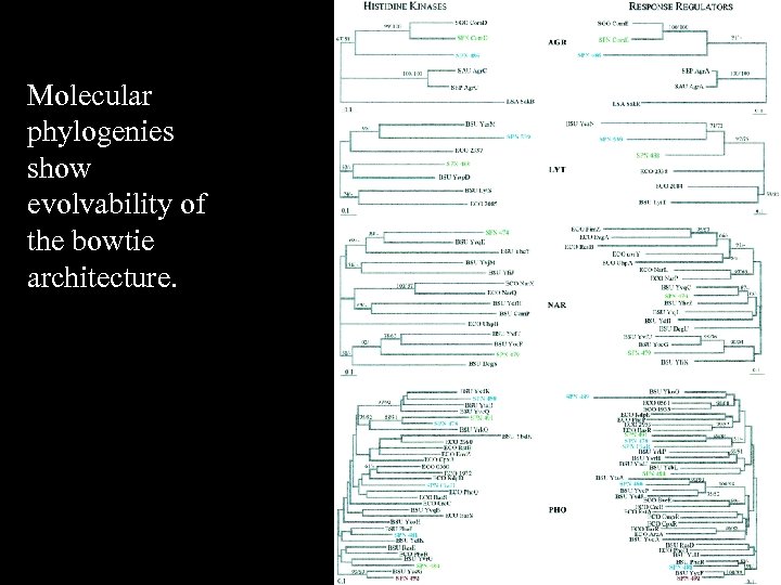 Molecular phylogenies show evolvability of the bowtie architecture. 