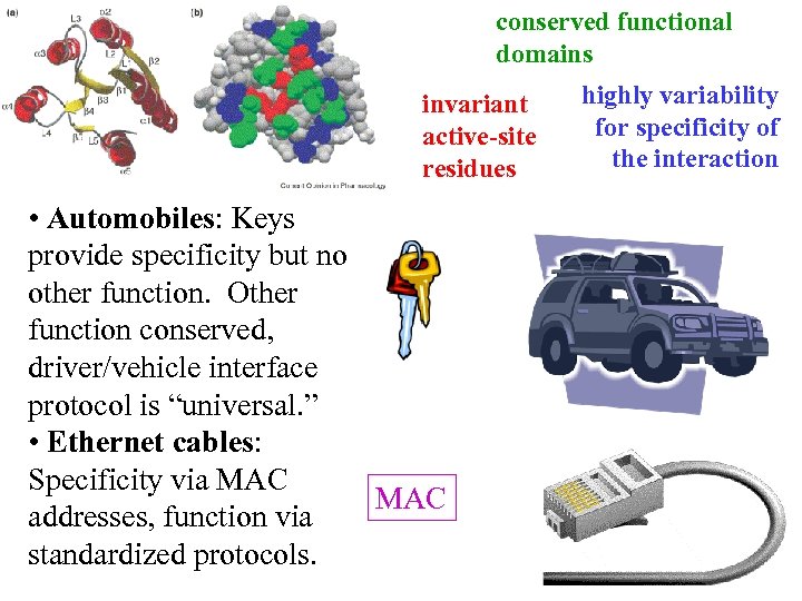 conserved functional domains invariant active-site residues • Automobiles: Keys provide specificity but no other