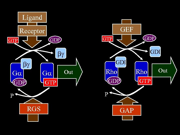 Ligand GEF In In Receptor GDP GTP GDI G G GTP GDP Out Rho