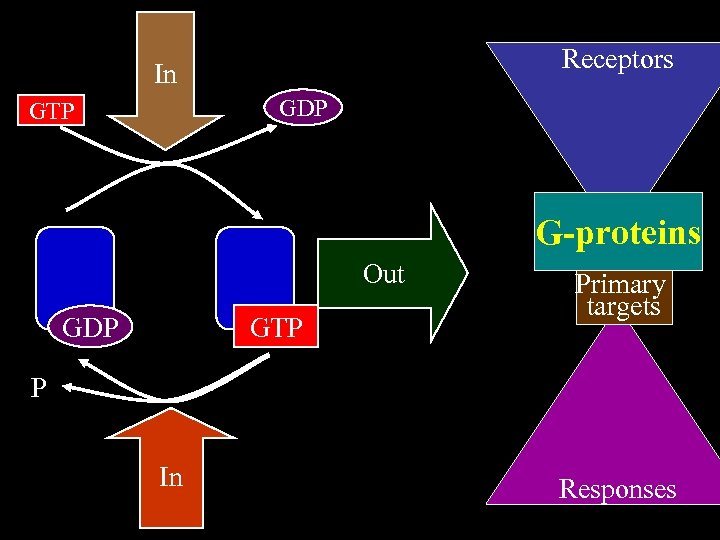 Receptors In GDP GTP G-proteins Out GDP GTP Primary targets P In Responses 