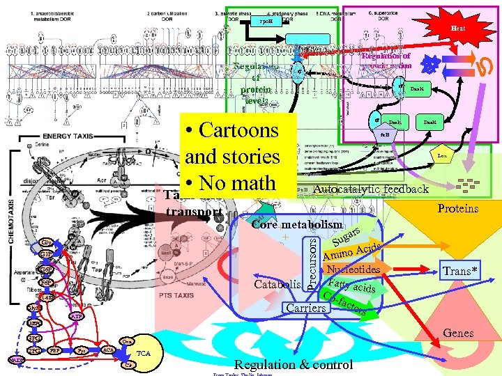 rpo. H Heat m. RNA Regulation of protein levels Regulation of protein action •