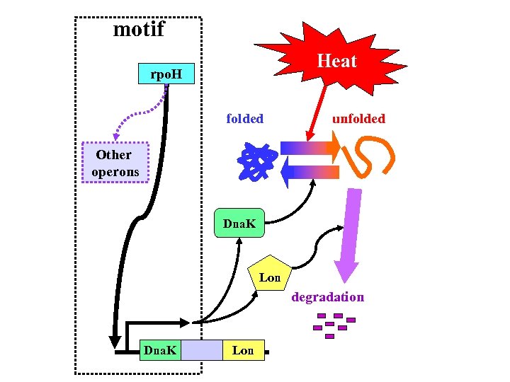motif Heat rpo. H folded unfolded Other operons Dna. K Lon degradation Dna. K