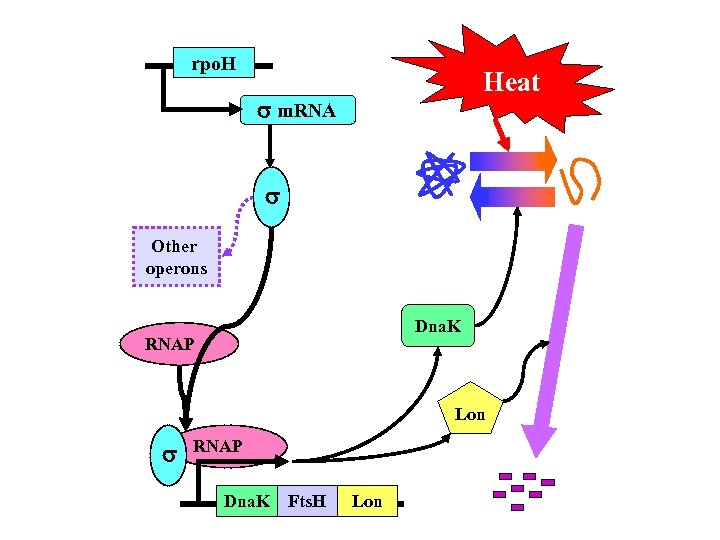 rpo. H Heat m. RNA Other operons Dna. K RNAP Lon RNAP Dna. K