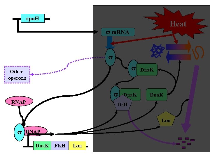 rpo. H Heat m. RNA Other operons RNAP Dna. K fts. H Lon RNAP