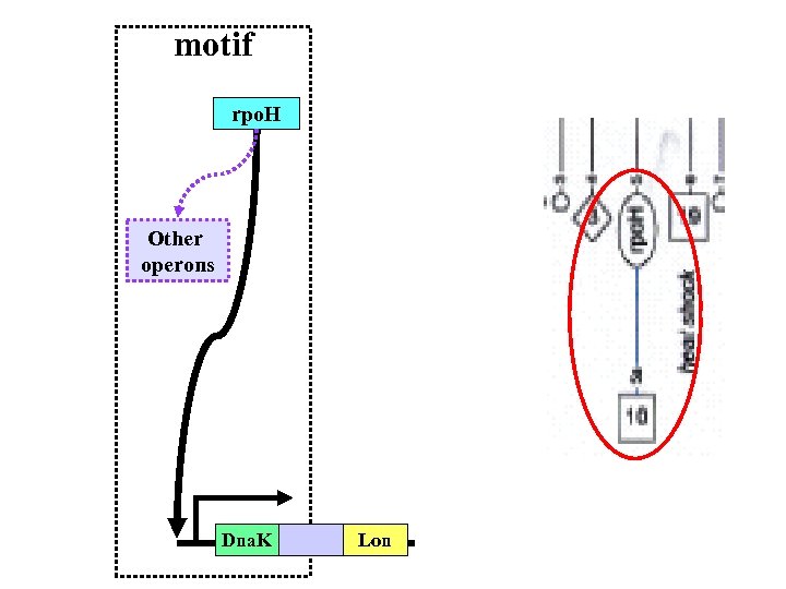 motif rpo. H Other operons Dna. K Lon 