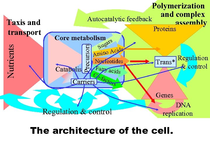 Proteins Core metabolism s ar g Su ids ino Ac Am Nucleotides Catabolism Fatty