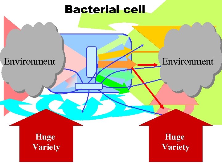 Bacterial cell Environment Huge Variety 