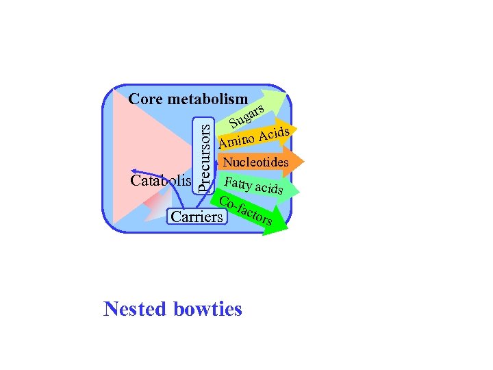 Precursors Core metabolism s gar Su ids ino Ac m A Nucleotides Catabolism Fatty