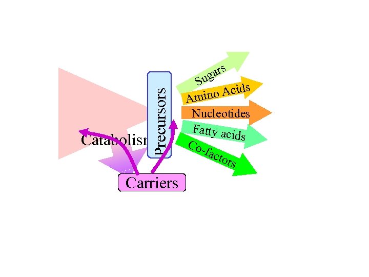 Precursors Catabolism Carriers s gar Su s o Acid Amin Nucleotides Fatty aci ds