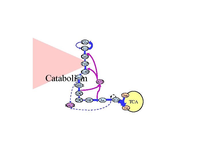 Gly G 1 P G 6 P F 1 -6 BP Catabolism Gly 3