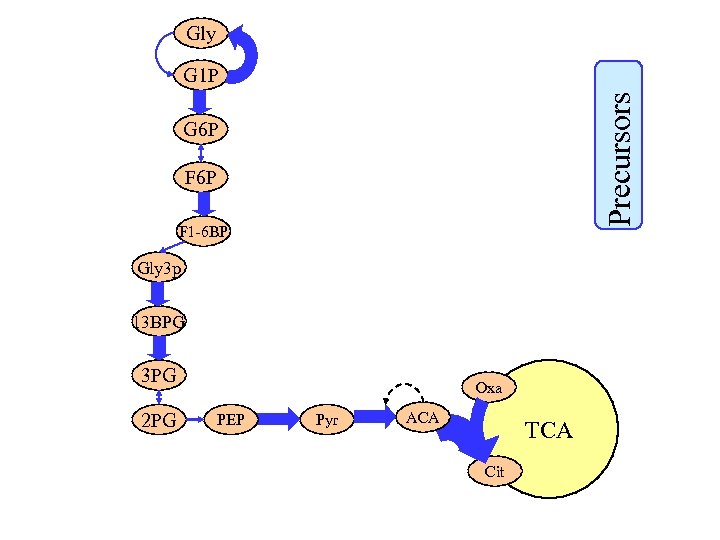 Gly Precursors G 1 P G 6 P F 1 -6 BP Gly 3
