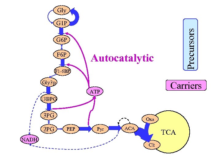 Gly Precursors G 1 P G 6 P F 6 P Autocatalytic F 1