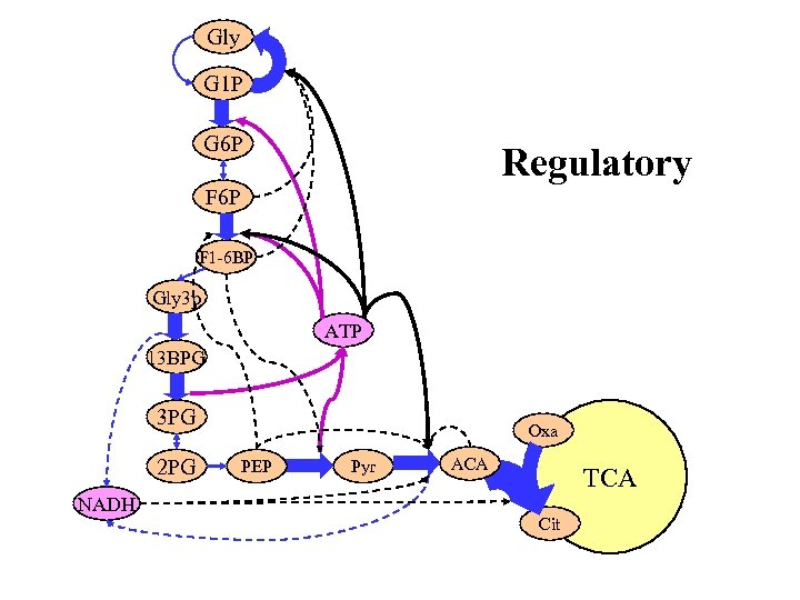 Gly G 1 P G 6 P Regulatory F 6 P F 1 -6