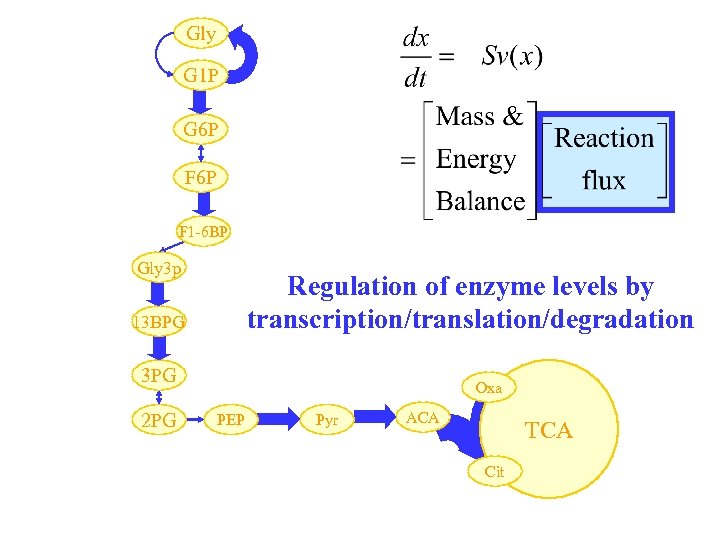Gly G 1 P G 6 P F 1 -6 BP Gly 3 p