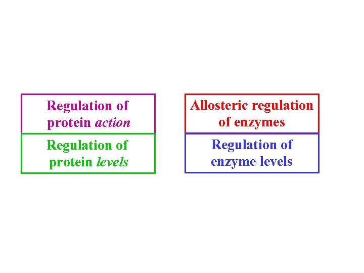 Regulation of protein action Allosteric regulation of enzymes Regulation of protein levels Regulation of