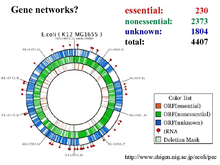 Gene networks? essential: nonessential: unknown: total: 230 2373 1804 4407 http: //www. shigen. nig.