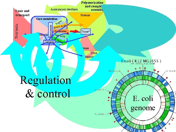 Polymerization and complex Autocatalytic feedback assembly Taxis and transport Proteins Precursors Nutrients Core metabolism