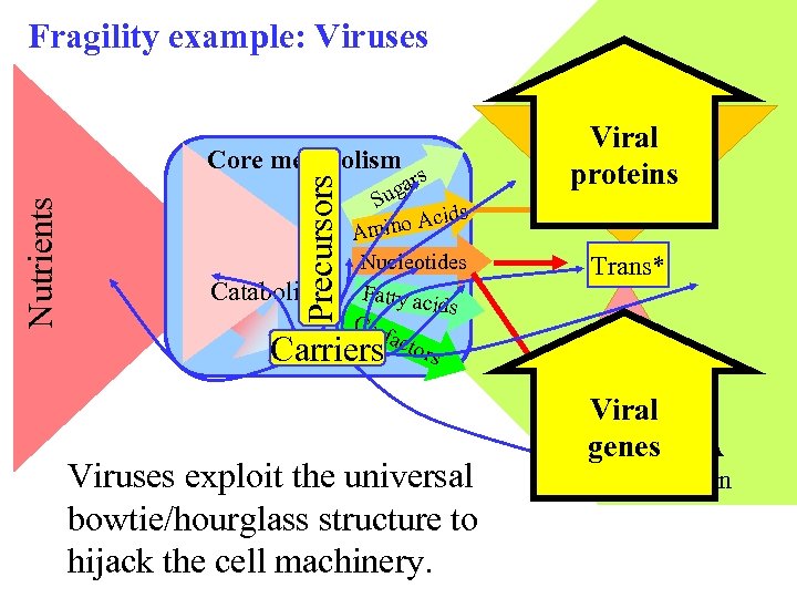 Fragility example: Viruses Precursors Nutrients Core metabolism Catabolism s gar Su ids ino Ac