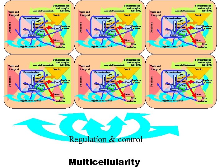 Taxis and transport Regulation Trans* & control Nucleotides Catabolism Fatty aci ds Cofact ors