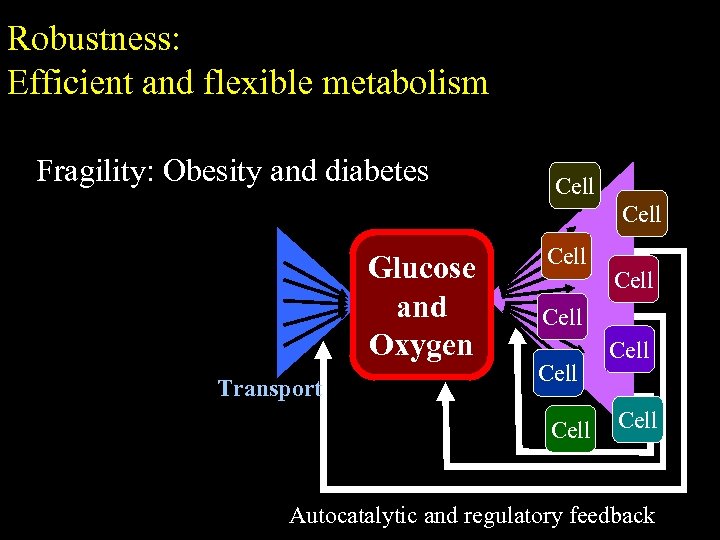 Robustness: Efficient and flexible metabolism Fragility: Obesity and diabetes Cell Glucose and Oxygen Transport