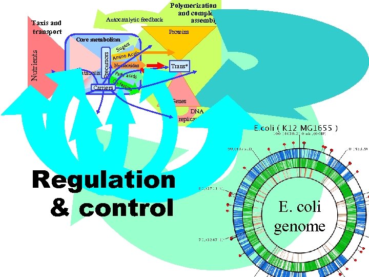Polymerization and complex Autocatalytic feedback assembly Taxis and transport Proteins Precursors Nutrients Core metabolism