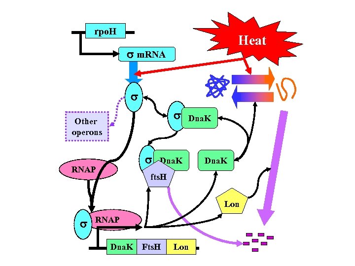 rpo. H Heat m. RNA Other operons RNAP Dna. K fts. H Lon RNAP