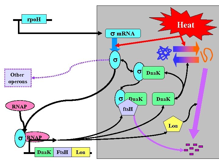 rpo. H Heat m. RNA Other operons RNAP Dna. K fts. H Lon RNAP
