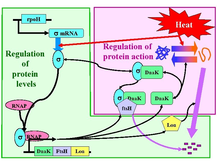 rpo. H Heat m. RNA Regulation of protein levels Regulation of protein action RNAP