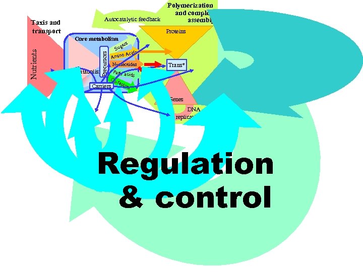 Polymerization and complex Autocatalytic feedback assembly Taxis and transport Proteins Precursors Nutrients Core metabolism