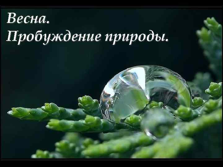 Весна. Пробуждение природы. 