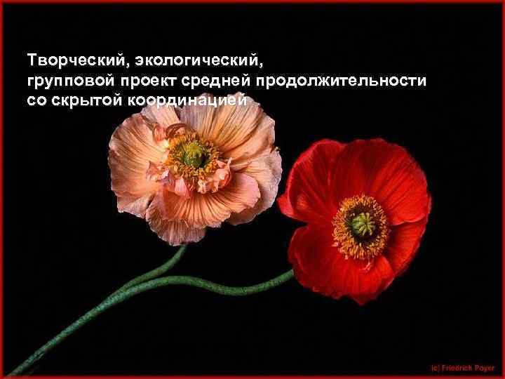 Творческий, экологический, групповой проект средней продолжительности со скрытой координацией 