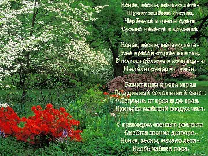 Конец весны, начало лета Шумит зелёная листва, Черёмуха в цветы одета Словно невеста в