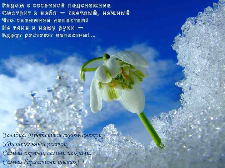 Загадка: Пробивался сквозь снежок, Удивительный росток. Самый первый, самый нежный, Самый бархатный цветок! 